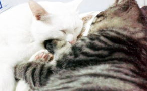 猫咪得了猫瘟怎么办?来了解下吧 猫咪得了猫瘟怎么办?来了解下吧