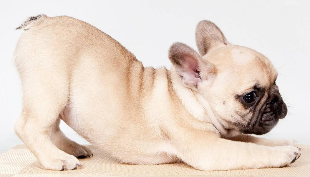 法国斗牛犬可以顺产吗？法斗应该顺产还是剖腹产？