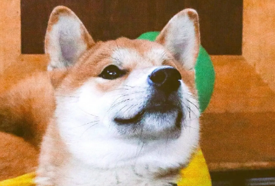 柴犬尾巴怎样卷?卷尾大体可以分为以下两种 柴犬尾巴怎样卷?卷尾大体可以分为以下两种