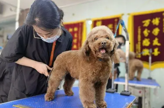 优尼宠物美容培训好吗 优尼宠物美容培训好吗