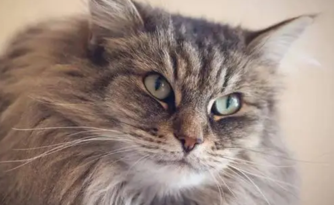 怎么训练挪威森林猫？