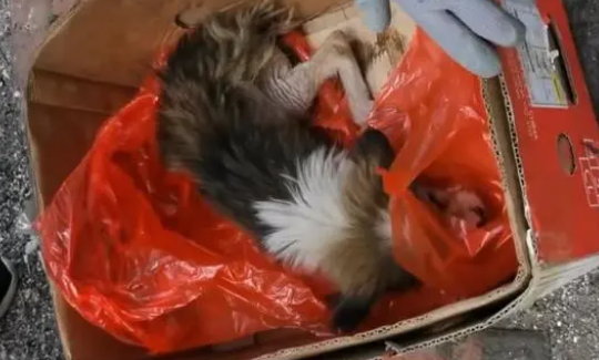 得了皮肤病,又遭电动车碾压的小狗直发抖 得了皮肤病,又遭电动车碾压的小狗直发抖