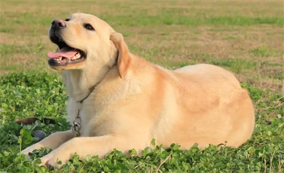 拉布拉多幼犬睡觉抽搐怎么回事呢