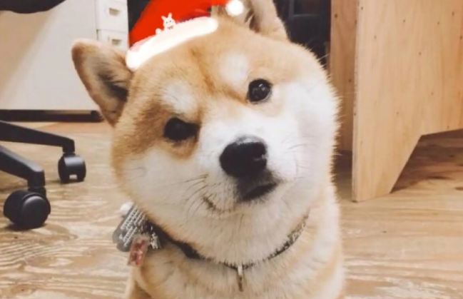 柴犬嘴巴黑,柴犬嘴巴黑是什么原因? 柴犬嘴巴黑,柴犬嘴巴黑是什么原因?