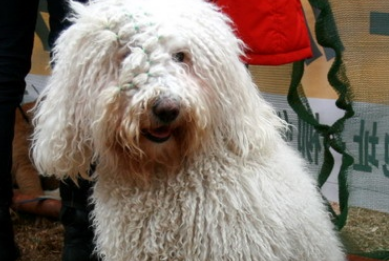 可蒙犬便秘怎么办?不要慌,治疗手册收藏一下! 可蒙犬便秘怎么办?不要慌,治疗手册收藏一下!