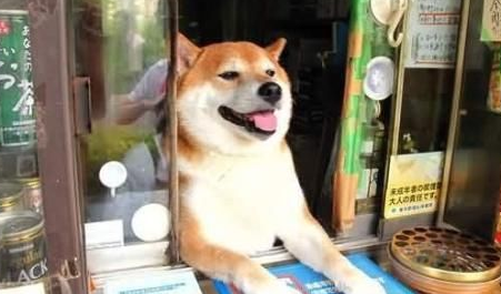 柴犬多大爆脸？主要还是跟狗狗的营养有关