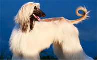 养阿富汗犬犯法吗