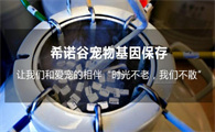 希诺谷宠物克隆真的假的