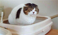 猫咪一般尿多少