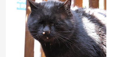 猫咪鼻子不通气怎么办？猫咪鼻子不通气吃什么药？