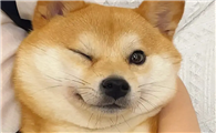 柴犬幼犬晚上叫，如何改善柴犬幼犬晚上叫的行为？