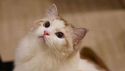 母猫看不上公猫表现怎么办？