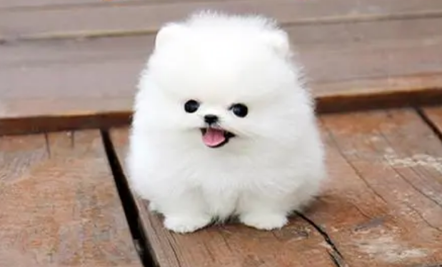 博美幼犬能睡多久的狗