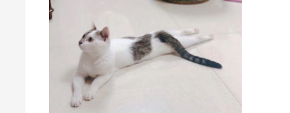 小猫不吃猫粮只吃肉怎么办？