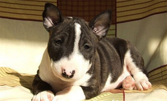 迷你牛头梗幼犬怎么喂呢?最好这样做 迷你牛头梗幼犬怎么喂呢?最好这样做
