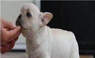 法斗犬的优缺点