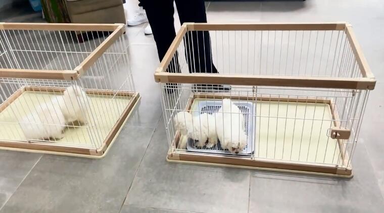 育宠匠犬舍(龙岗别墅店) 育宠匠犬舍(龙岗别墅店)