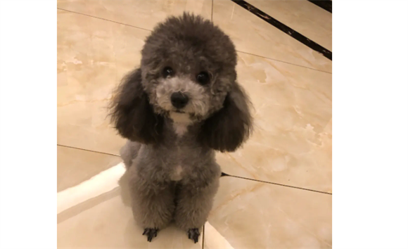 贵宾犬好养吗？以下详解泰迪是否好养的原因