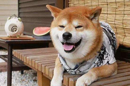 柴犬的饲养方法,饲养柴犬有哪些需要注意的? 柴犬的饲养方法,饲养柴犬有哪些需要注意的?