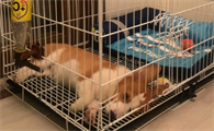 怎样训练狗狗进笼子睡觉