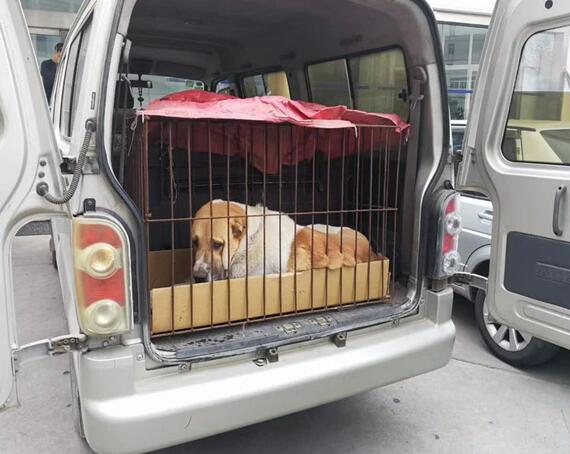 汽车站怎么托运宠物