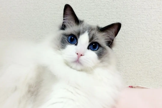 布偶猫用什么猫砂和猫砂盆？选择起来竟然这么麻烦