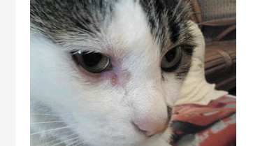 猫咪流眼泪怎么办?猫咪一个眼睛流眼泪怎么办? 猫咪流眼泪怎么办?猫咪一个眼睛流眼泪怎么办?