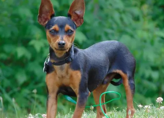 转让小鹿犬500 转让小鹿犬500