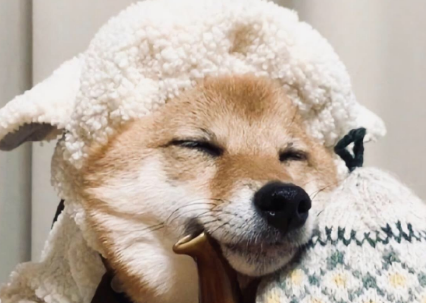 成年柴犬耳朵多大?一般为适当大小的三角形 成年柴犬耳朵多大?一般为适当大小的三角形