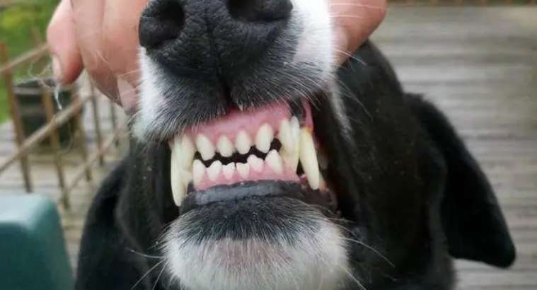 狗狗牙结石的危害！