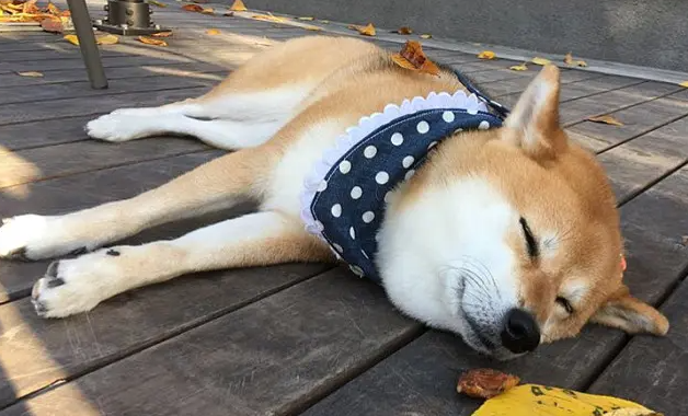 柴犬幼犬多大可以洗澡?柴犬幼犬洗澡要注意以下几点? 柴犬幼犬多大可以洗澡?柴犬幼犬洗澡要注意以下几点?