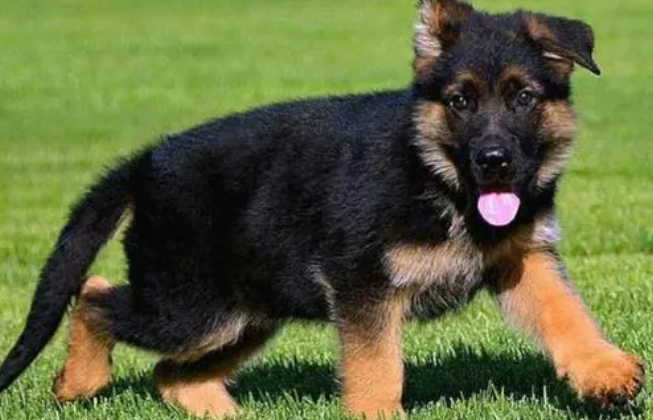 德国牧羊犬幼犬怎么训练 德国牧羊犬幼犬怎么训练