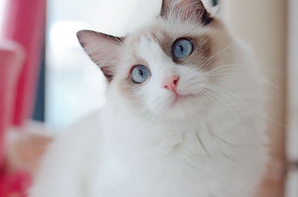 布偶猫呼呼叫是为什么?布偶猫呼呼叫原来有这个意思! 布偶猫呼呼叫是为什么?布偶猫呼呼叫原来有这个意思!