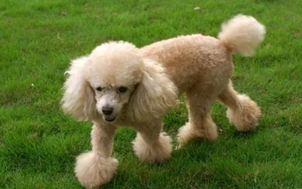 贵宾犬站立时后腿总打战是生病还是营养不良！