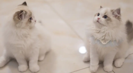 布偶猫容易掉毛，布偶猫掉毛这样处理最好！