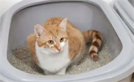怎么确定猫是不是便秘了?