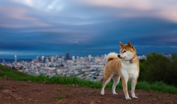 柴犬不听话可以打吗?让柴犬听话的办法? 柴犬不听话可以打吗?让柴犬听话的办法?