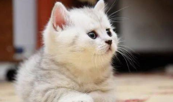 如何判断猫猫的美丑? 如何判断猫猫的美丑?