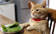 小猫不吃东西是什么原因引起的