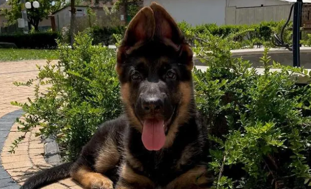 北京著名犬舍有哪些