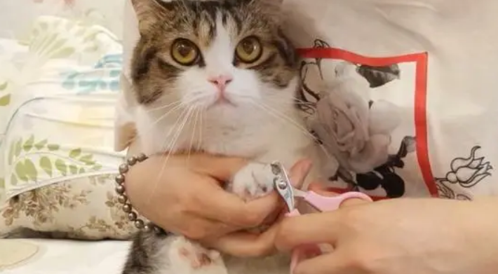 猫咪剪指甲流血了怎么办? 猫咪剪指甲流血了怎么办?