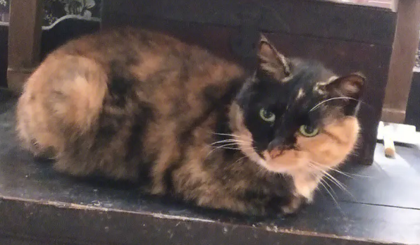 最贵的玳瑁猫