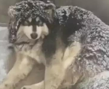 主人狠心把狗狗赶到雪地里睡觉,路人看见后却拍手叫好! 主人狠心把狗狗赶到雪地里睡觉,路人看见后却拍手叫好!
