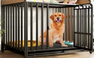 金毛犬用多大的狗笼