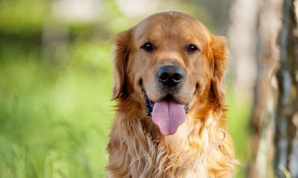 狗狗是如何感染犬瘟的,犬瘟晚期能注射单抗治疗吗? 狗狗是如何感染犬瘟的,犬瘟晚期能注射单抗治疗吗?