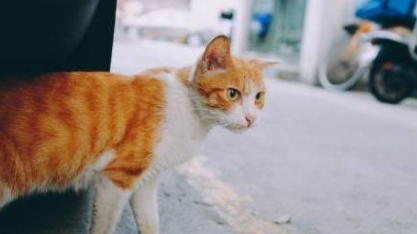 猫咪长期拉软便应该怎么办?猫咪长期拉软便怎么回事? 猫咪长期拉软便应该怎么办?猫咪长期拉软便怎么回事?