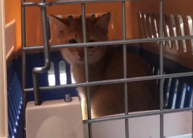 宠物猫托运要多少钱 宠物猫托运要多少钱