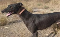 格力犬咳嗽咋回事