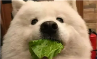 教你如何让宠物如何吃出健康！