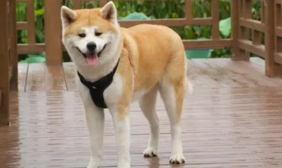 秋田犬正常能生几个小狗?秋田犬的毛色遗传 秋田犬正常能生几个小狗?秋田犬的毛色遗传